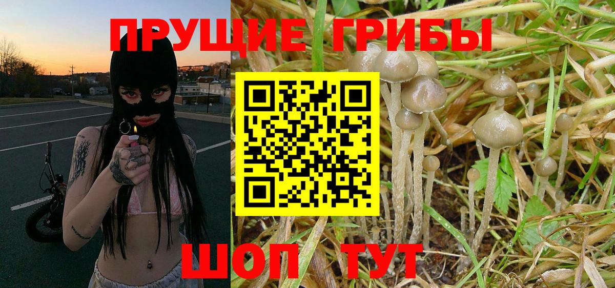 Галлюциногенные грибы GOLDEN TEACHER  Вход с VPN  Малгобек 